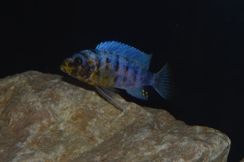 Maylandia fainzilberi 'Nkanda'